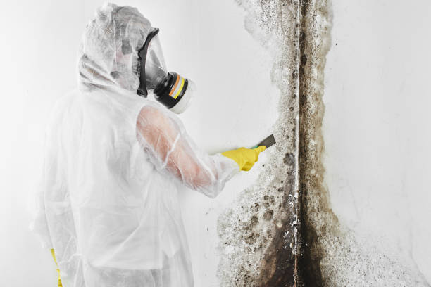 Best Commercial Mold Removal  in Gardner, KS