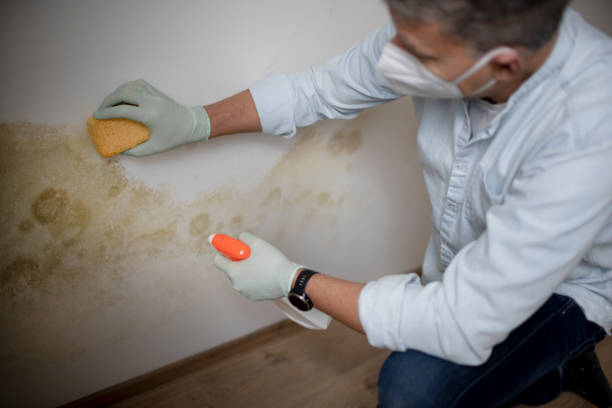 Best Crawl Space Mold Removal  in Gardner, KS