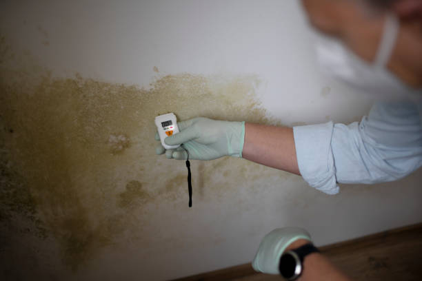 Best Best Mold Removal Companies  in Gardner, KS